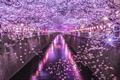 【東京のお花見といえばここ！】幻想的なライトアップが魅力の目黒川の桜並木の画像