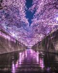 【東京のお花見といえばここ！】幻想的なライトアップが魅力の目黒川の桜並木|川に降りずに撮影するテクニックを使用*･の画像