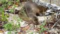 【旅先でであったゆかいな動物たち】ガラパゴス諸島のアザラシ赤ちゃん|森の中でも寝てるの画像