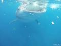 【旅先でであったゆかいな動物たち】世界最大の魚類ジンベエザメと目と目が合った瞬間|「（ンガーッ！＝エサーっ！）」の画像