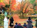 滋賀・鶏足寺の紅葉は行く価値あり!の画像