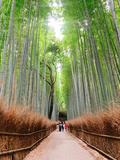 観光客の多い京都で人が映り込まない写真を撮るコツ‼︎ in 竹林の小径|遠くの方に何組か観光客が見えますね。の画像
