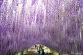 【絶景大陸013】河内 藤園（日本）/ Kawachi Wisteria Garden, JAPAN|野田長藤のトンネルの画像