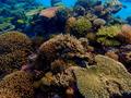 【沖縄】世界が恋する海💙座間味島の魅力💙|カラフルサンゴ礁💗の画像