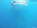 【旅先でであったゆかいな動物たち】世界最大の魚類ジンベエザメと目と目が合った瞬間|近づいてきたー！！口開けるぞ～の画像