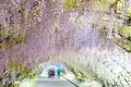 【絶景大陸013】河内 藤園（日本）/ Kawachi Wisteria Garden, JAPAN|河内藤園の圧巻藤のトンネルの画像