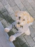KOREAでお買い物【 FUDGENA ：Ranとビケ(愛犬)のライフスタイル vol.03 】の画像