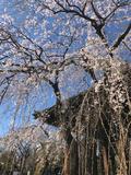東京のシンボル、東京タワーと増上寺と桜のコントラストで春を感じるの画像