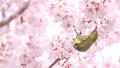意外と身近に？ 野鳥観察の良さ ①|桜に止まる小鳥「メジロ」の画像