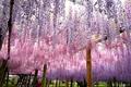 【絶景大陸013】河内 藤園（日本）/ Kawachi Wisteria Garden, JAPAN|紫にもいろんなグラデーションの画像