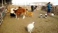 【旅先でであったゆかいな動物たち】モンゴルのもふもふベビー山羊ちゃんたち|ある遊牧民のお宅の家畜小屋、ベビーがたくさん産まれてたの画像