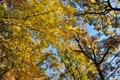 茨城県のオススメ紅葉スポット！今年の秋はここできまり！の画像