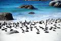 【旅先でであったゆかいな動物たち】南アフリカのラブリー♥ケープペンギン赤ちゃん|ケープ半島のボルダーズビーチ！ペンギンパラダイスの画像