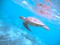 【沖縄】世界が恋する海💙座間味島の魅力💙|一緒に泳いでくれてありがとう🐢💗の画像