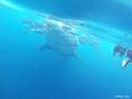 【旅先でであったゆかいな動物たち】世界最大の魚類ジンベエザメと目と目が合った瞬間|ジンベエザメ突進！の画像