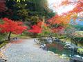 滋賀・鶏足寺の紅葉は行く価値あり!の画像