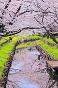 日本で一番高いステーキ屋|川越新河岸川の桜並木　3/26撮影の画像