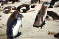 【旅先でであったゆかいな動物たち】南アフリカのラブリー♥ケープペンギン赤ちゃん|産毛が取れてきた！赤ちゃんペンギンたちの画像