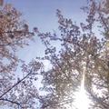 東京で知っておきたい！花見が楽しめる桜の名所3選の画像