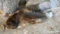 【旅先でであったゆかいな動物たち】ガラパゴス諸島のアザラシ赤ちゃん|ビーチの木陰で寝てるの画像