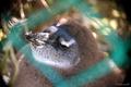 【旅先でであったゆかいな動物たち】南アフリカのラブリー♥ケープペンギン赤ちゃん|眠いよぉの画像