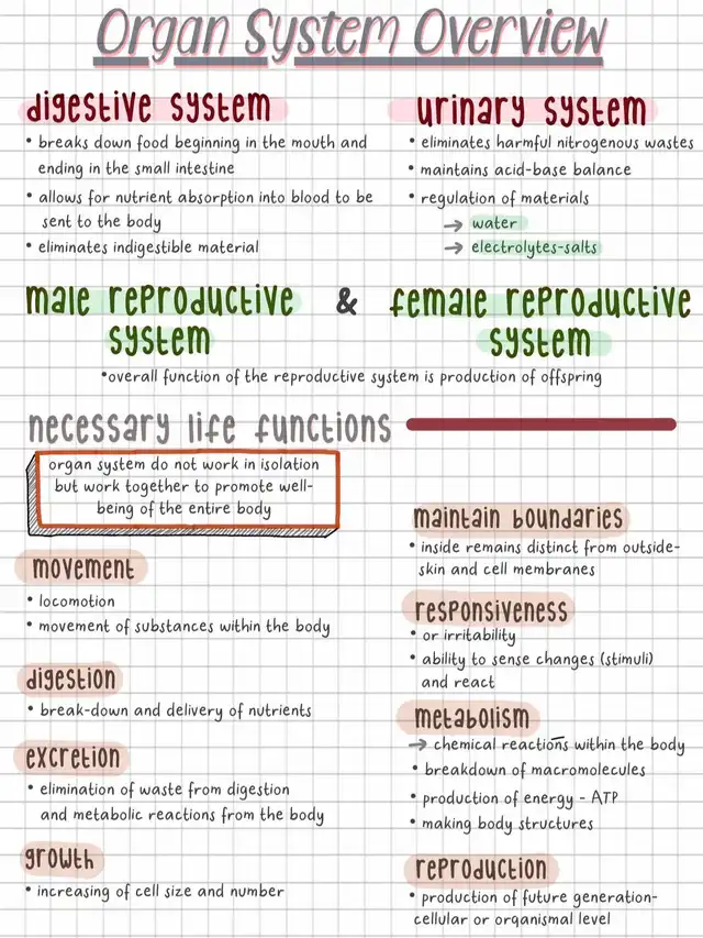 20 top Reproductive System Anatomy ideas in 2024